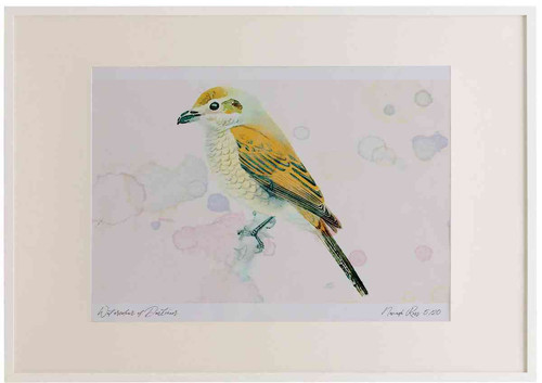 A2 red backed shrike female.jpg