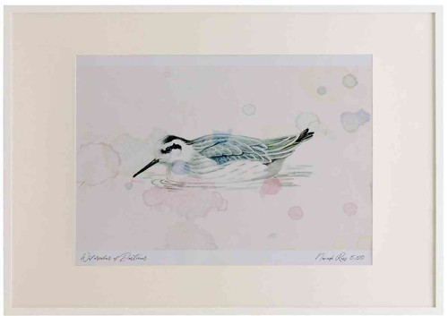 A2 red necked phalarope nonbreeding plumage.jpg
