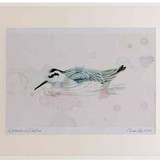 A2 red necked phalarope nonbreeding plumage