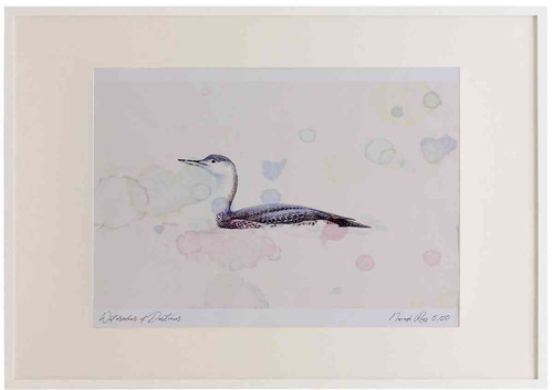 A2 red throated diver nonbreeding plumage.jpg