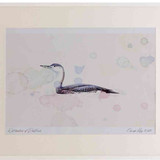 A2 red throated diver nonbreeding plumage