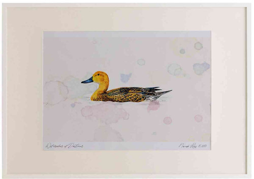A2 pintail female.jpg