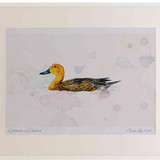A2 pintail female