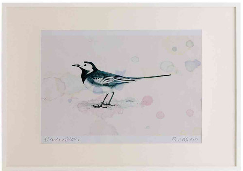 A2 pied wagtail adult.jpg