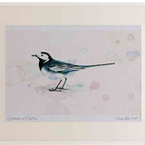 A2 pied wagtail adult