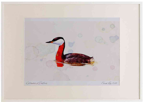 A2 red necked grebe breeding plumage.jpg