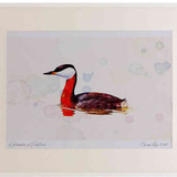 A2 red necked grebe breeding plumage