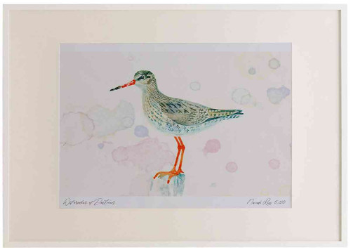 A2 redshank breeding plumage.jpg