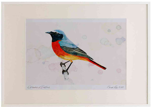 A2 redstart male.jpg