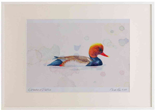 A2 red crested pochard male
