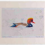 A2 red crested pochard male