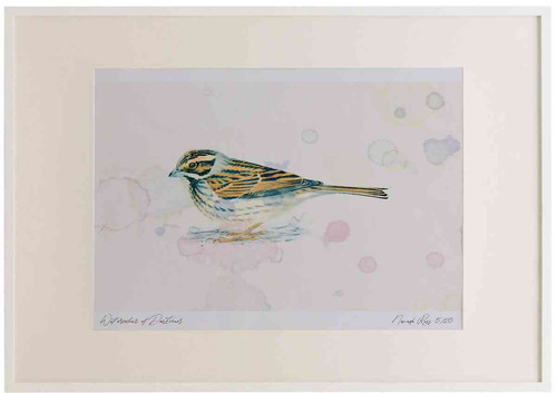 A2 reed bunting female.jpg