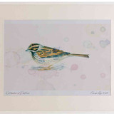 A2 reed bunting female