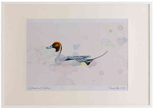 A2 pintail male.jpg