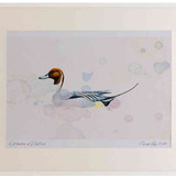 A2 pintail male