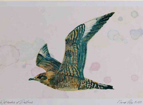 A4 arctic skua juvenile.jpg