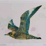 A4 arctic skua juvenile