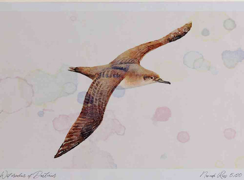 A4 balaeric shearwater.jpg