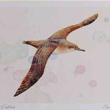 A4 balaeric shearwater