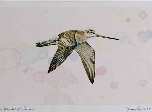 A4 bar tailed godwit winter inflight.jpg
