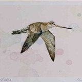 A4 bar tailed godwit winter inflight