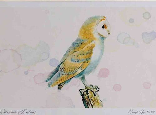 A4 barn owl.jpg