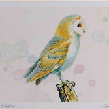 A4 barn owl