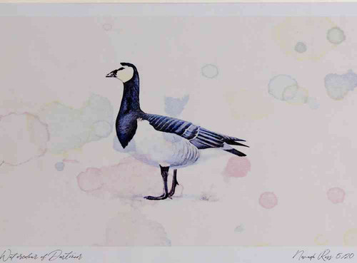 A4 barnacle goose adult.jpg
