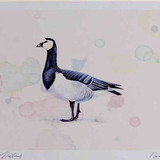 A4 barnacle goose adult