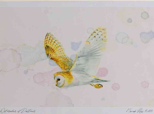 A4 barn owl inflight.jpg