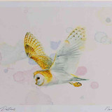 A4 barn owl inflight