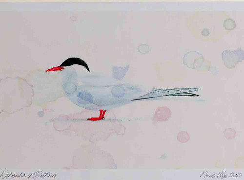 A4 arctic tern.jpg