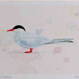 A4 arctic tern