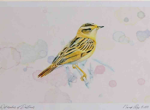 A4 aquatic warbler.jpg