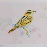 A4 aquatic warbler