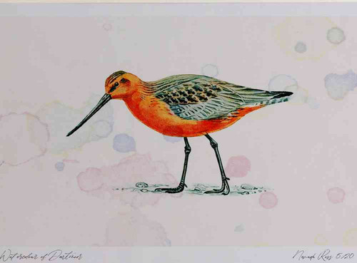 A4 bar tailed godwit male.jpg