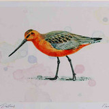 A4 bar tailed godwit male