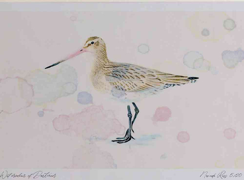 A4 bar tailed godwit winter plumage.jpg