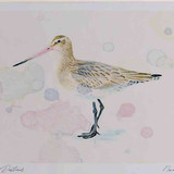 A4 bar tailed godwit winter plumage