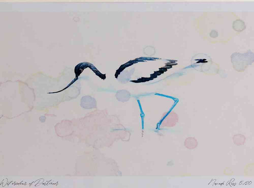 A4 avocet.jpg