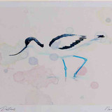 A4 avocet