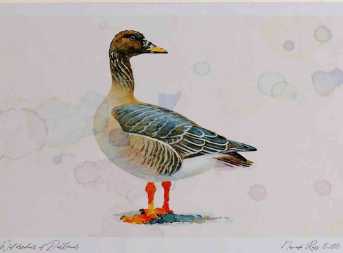 A4 bean goose racefabalistaiga.jpg