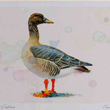 A4 bean goose racefabalistaiga