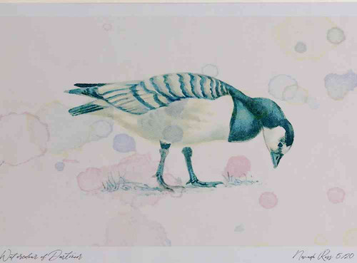 A4 barnacle goose juvenile.jpg