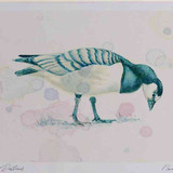 A4 barnacle goose juvenile