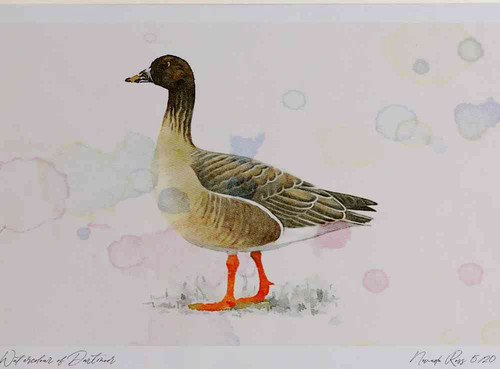 A4 bean goose racerossicustundra.jpg
