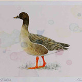 A4 bean goose racerossicustundra