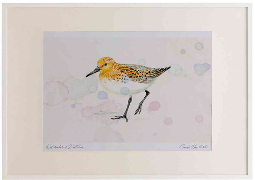 A2 sanderling breeding plumage.jpg