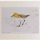A2 sanderling breeding plumage