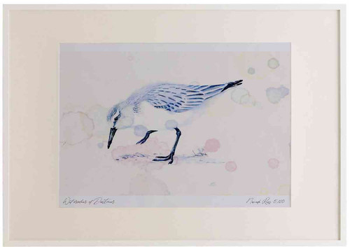 A2 sanderling nonbreeding plumage.jpg